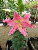 [4299 Uluru DJ No02.JPG]